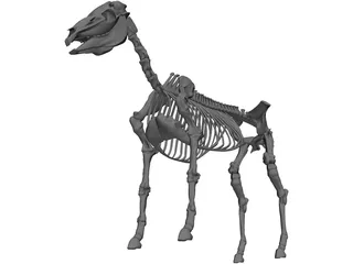Horse Skeleton 3D Model preview