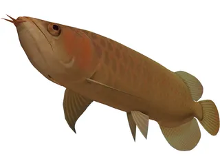 Asia Arowana 3D Model preview
