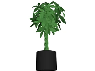 Spatiphylum 3D Model preview