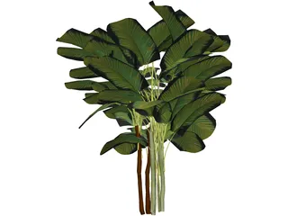 Bamboo Palm 3D Model preview
