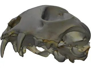 Lynx Skull 3D Model preview