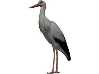 White Stork 3D Model preview