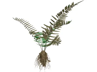 Sword Fern 3D Model preview