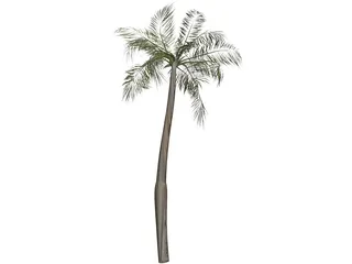 Palm Tree 3D Model preview