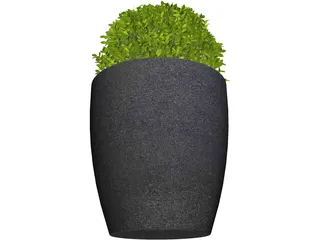 Boxwood Plant 3D Model preview