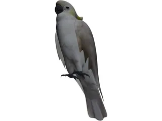 Parrot 3D Model preview