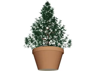 Potted Pine Tree 3D Model preview