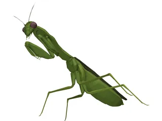 Flying Mantis 3D Model preview