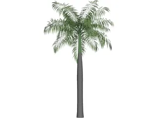 Palm Tree (Royal Palm) 3D Model preview