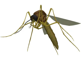 Mosquito 3D Model preview