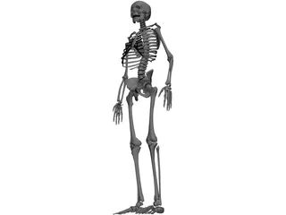 Skeleton 3D Model preview