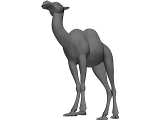 Camel 3D Model preview