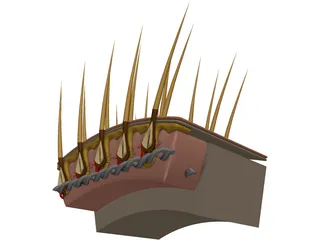 Hair Skin 3D Model preview