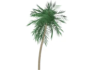 Palm Tree Tall 3D Model preview
