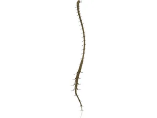 Spinal Cord 3D Model preview