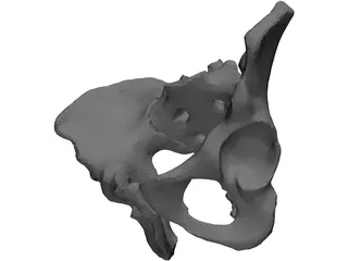 Pelvis 3D Model preview