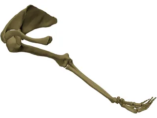 Arm Right 3D Model preview