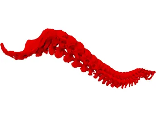 Vertebral Column 3D Model preview