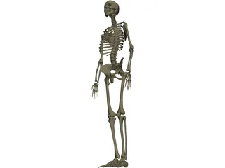 Skeleton Female 3D Model preview