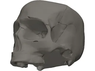 Skull Detailed 3D Model preview