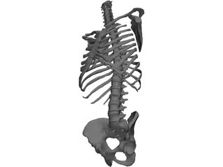 Torso 3D Model preview