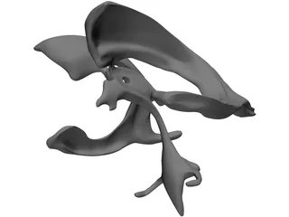 Brain Ventricle 3D Model preview