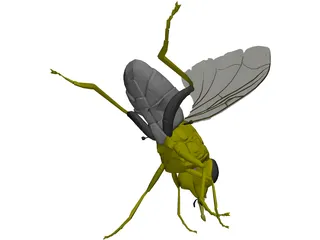 Fly 3D Model preview