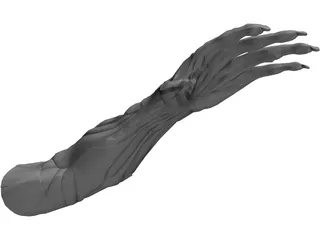 Arm Muscles 3D Model preview