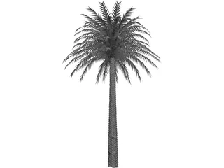 Tree Palm 3D Model preview