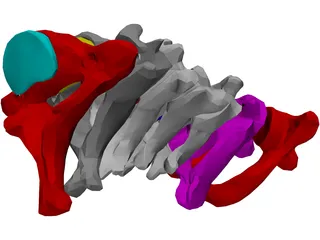 Vertebrae Cervical 3D Model preview