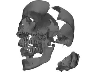 Skull Articulated 3D Model preview