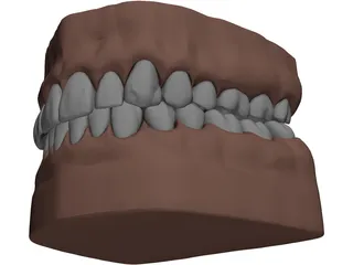 Teeth, Roots, Gums 3D Model preview