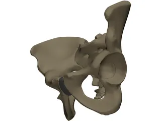 Pelvis Male 3D Model preview