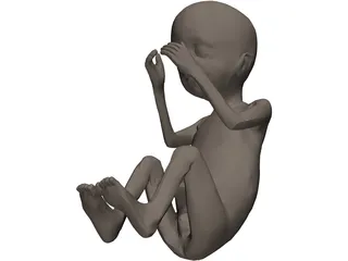 Fetus 20-Week 3D Model preview
