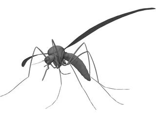 Mosquito 3D Model preview