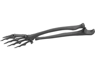 Right Ulna and Radius Bones 3D Model preview