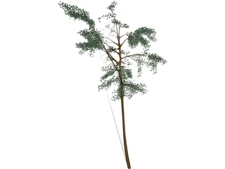 Acacia 3D Model preview