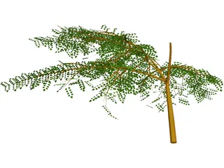 Albicia 3D Model preview