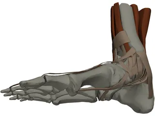 Ankle 3D Model preview