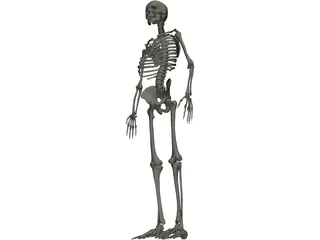 Skeleton Male 3D Model preview
