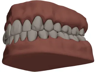 Teeth and Gums 3D Model preview