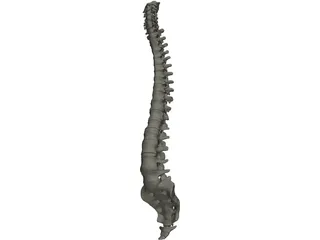 Vertebral Column 3D Model preview