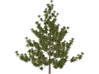 Bhutan Pine 3D Model preview