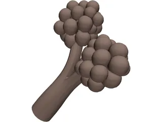 Alveoli 3D Model preview