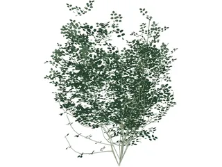 Laburnum Alpinum 3D Model preview
