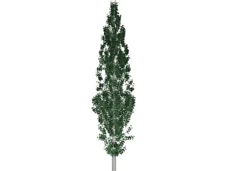 Populus 3D Model preview