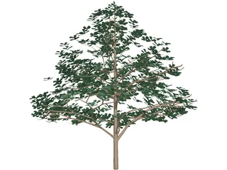Styrax Officinalis 3D Model preview