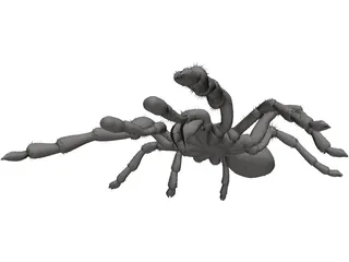 Tarantula 3D Model preview