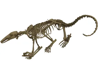 Anteater Skeleton 3D Model preview