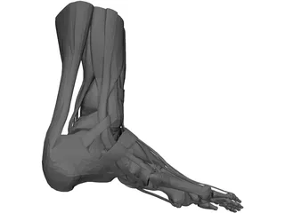 Human Leg 3D Model preview